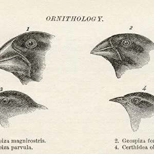 Finches With Beaks Adapted To Different Diets Observed By Charles Darwin In September-October 1835 In Galapagos Islands Ecuador During His Voyage On Hms Beagle From The Book Journal Of Researches By Charles Darwin Also Known As Darwins Journal Of A Voyage Around The World Published 1890