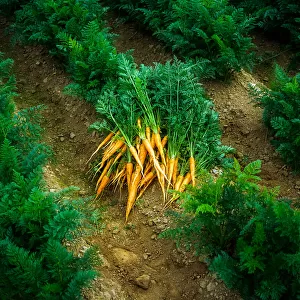 Fresh Carrots From The Garden; Ireland