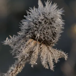 Images Dated 2011 December: 12 Dec 2011