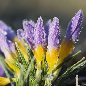 Frost Forms On Crocuses In The Spring; Astoria, Oregon, United States Of America