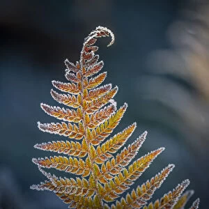 Detail of a Frosted Sword Fern; Olympia, Washington, United States