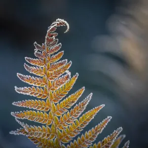 Detail of a Frosted Sword Fern; Olympia, Washington, United States