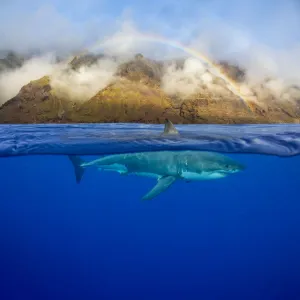 Great White Shark, Mexico