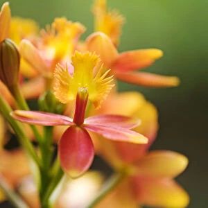 Hawaii, Maui, Close-Up Of Orange Epidendrum Orchid Cluster