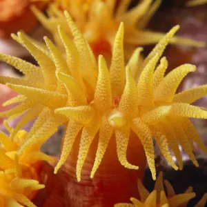 Hawaii, Stony Cup Coral (Tube Coral) Close-Up Detail