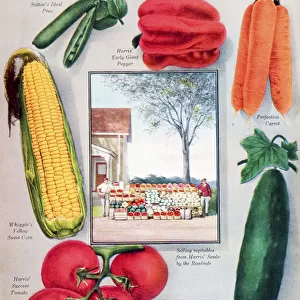 Historic Harris Seeds Catalog With Illustration Of Vegetables From 20th Century