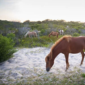 Horses Grazing At Assateague Island National Seashore; Maryland, United States Of America