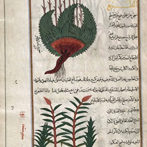 Identified in book as two varieties of Sweet flag. Acorus calamus. After an illustration by Mirza Baqir in a 19th century Iranian book of Greek physician and botanist Pedanius Dioscoridess 1st century AD work De Materia Medica
