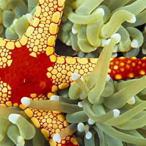 Indonesia, Close-Up Of Red And Yellow Sea Star On Hard Coral, Green With Whitetips