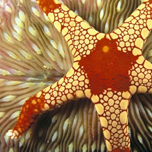 Indonesia, Yellow And Red Sea Star On Mushroom Coral, Close-Up Top View A90J