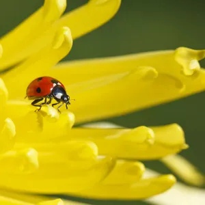 Ladybug on a yellow blossom