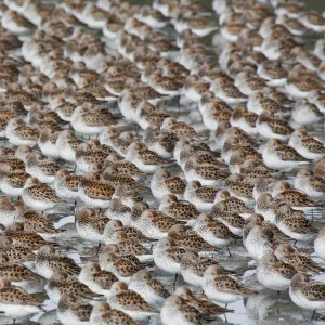 Large Flock Of Western Sandpipers On The Mud Flats Of Hartney Bay During Spring Migration, Copper River Delta, Southcentral Alaska