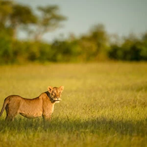 Lioness standing in long grass with head turned, Tanzania