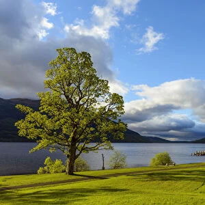 Maple tree on lake shore at Loch Lomond in Scotland, United Kingdom