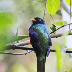 Ecuadorian Trogon