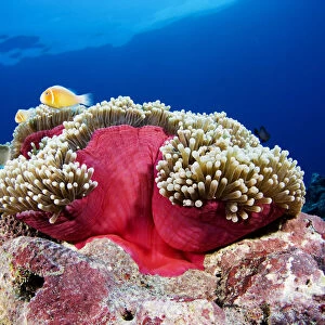 Micronesia, Anemonefish (Amphiprion Perideraion) And Sea Anemone (Heteractis Magnifica); Yap