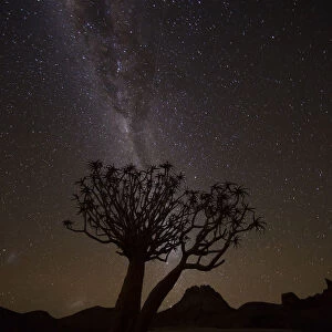 The Milky Way Slashes Across The Night Sky Above A Quiver Tree (Kokerboom, Aloe Dichotoma) In Richtersveld National Park; South Africa