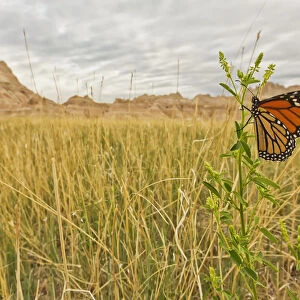 Monarch butterfly on a blade of grass at dawn in badlands national park; south dakota usa