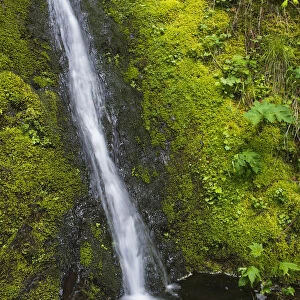 A Mountain Brook Cascades Down Saddle Mountain; Hamlet, Oregon, United States Of America