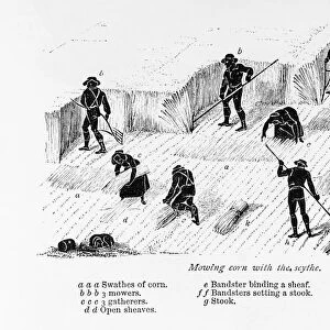 Mowing corn with the scythe. From The Book of the Farm by Scottish farmer and agriculturalist Henry Stephens, 1795 - 1874, first published in the 1840 s. This illustration from a revised 1870s edition