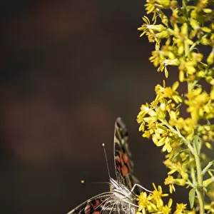 Painted Lady Butterfly (Cynthia) Feeds On Goldenrod; Tahlequah, Oklahoma, United States Of America