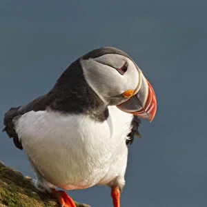 Portrait Of A Colorful Puffin; Iceland