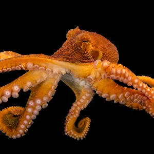 Portrait of a female Giant pacific octopus