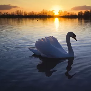 Portrait of Mute Swan at Sunset