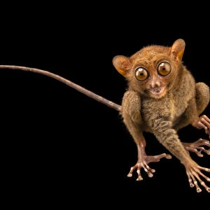 Portrait of a Philippine tarsier