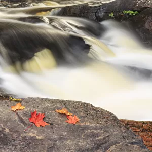 Red Maple Leaves On Rock At Stubbs Falls, Arrowhead Provincial Park, Near Huntsville; Ontario, Canada