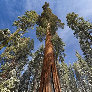 Redwoods in snow, Yosemite National Park, California, USA