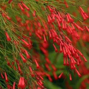 Russelia Equisetiformis Firecracker Plant