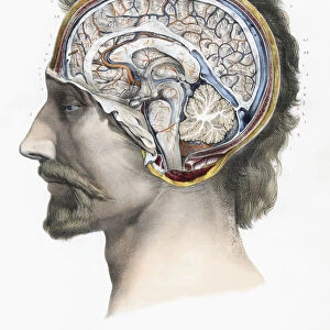 Saggital section of the human brain. Plate from volume 3 of Traite Complet de l Anatomie de l Homme by Jean-Baptiste Marc Bourgery. Illustration by Nicolas-Henri Jacob. The picture comes from volume 3 of the set which was published in France in the latter half of the 19th century