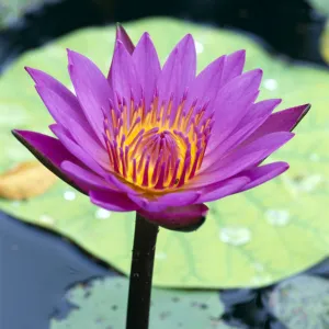 Single Water Lily Blossom On Plant, Lily Pad With Water Droplets Atop C1655