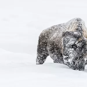 Snow-covered American Bison in Yellowstone National Park, USA