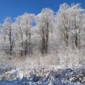 Images Dated 2011 December: 24 Dec 2011