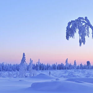 Snow Covered Tree at Dusk, Nissi, Northern Ostrobothnia, Finland