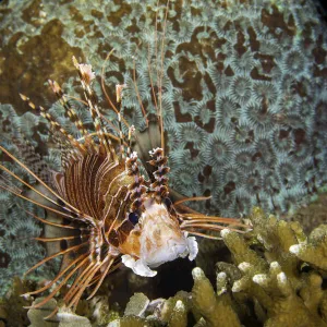 Spotfin Lionfish, Philippines