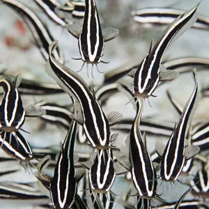 Striped catfish (Plotosus lineatus) they have venomous spine in front of pectoral fin; Philippines