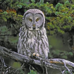 Tk0662, Thomas Kitchin; Great Gray Owl. Autumn. Rocky Mountains. North America. Strix Nebulosa