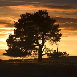 Tree At Sunset, North Yorkshire, England