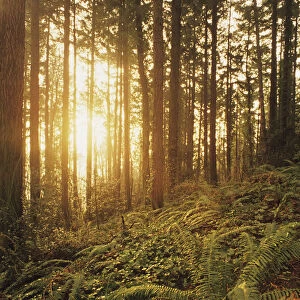 USA, Oregon, Ferns And Ivy; Portland, Warm Sunlight Shining Through Fir Trees, Wildwood Trail