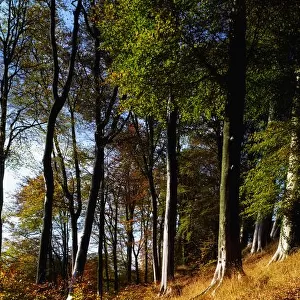 Woods During Autumn