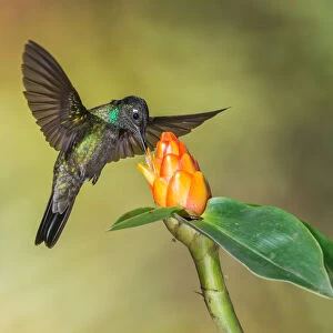 Hummingbirds Collection: Admirable Hummingbird