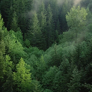 : Forests