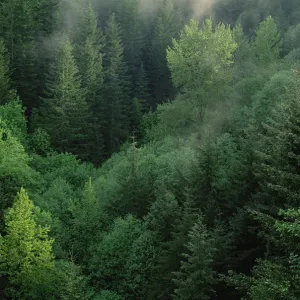 Aerial view of conifer forest along lower slopes of Mt Saint Helens, Washington