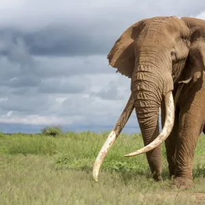 African Elephant (Loxodonta africana) bull with large tusks called Tim the Tusker