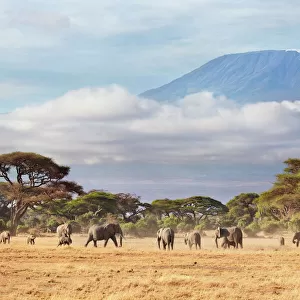 African Elephant (Loxodonta africana) herd with Mount Kilimanjaro in the background