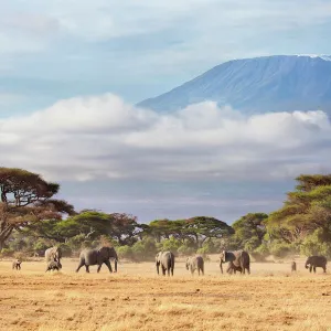 African Elephant (Loxodonta africana) herd with Mount Kilimanjaro in the background