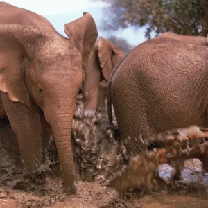 African Elephant (Loxodonta africana) orphan, Natumi, charging and playing in mud bath